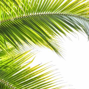 The Significance of Palm Sunday